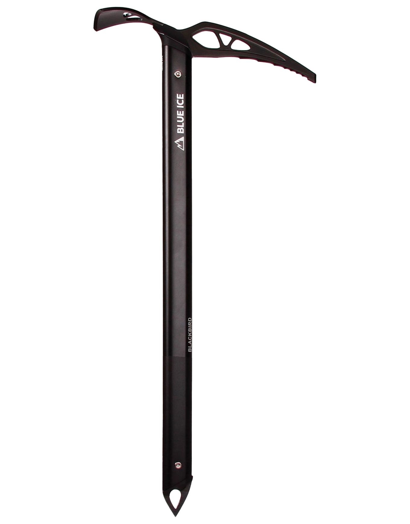 Blackbird – Image 2