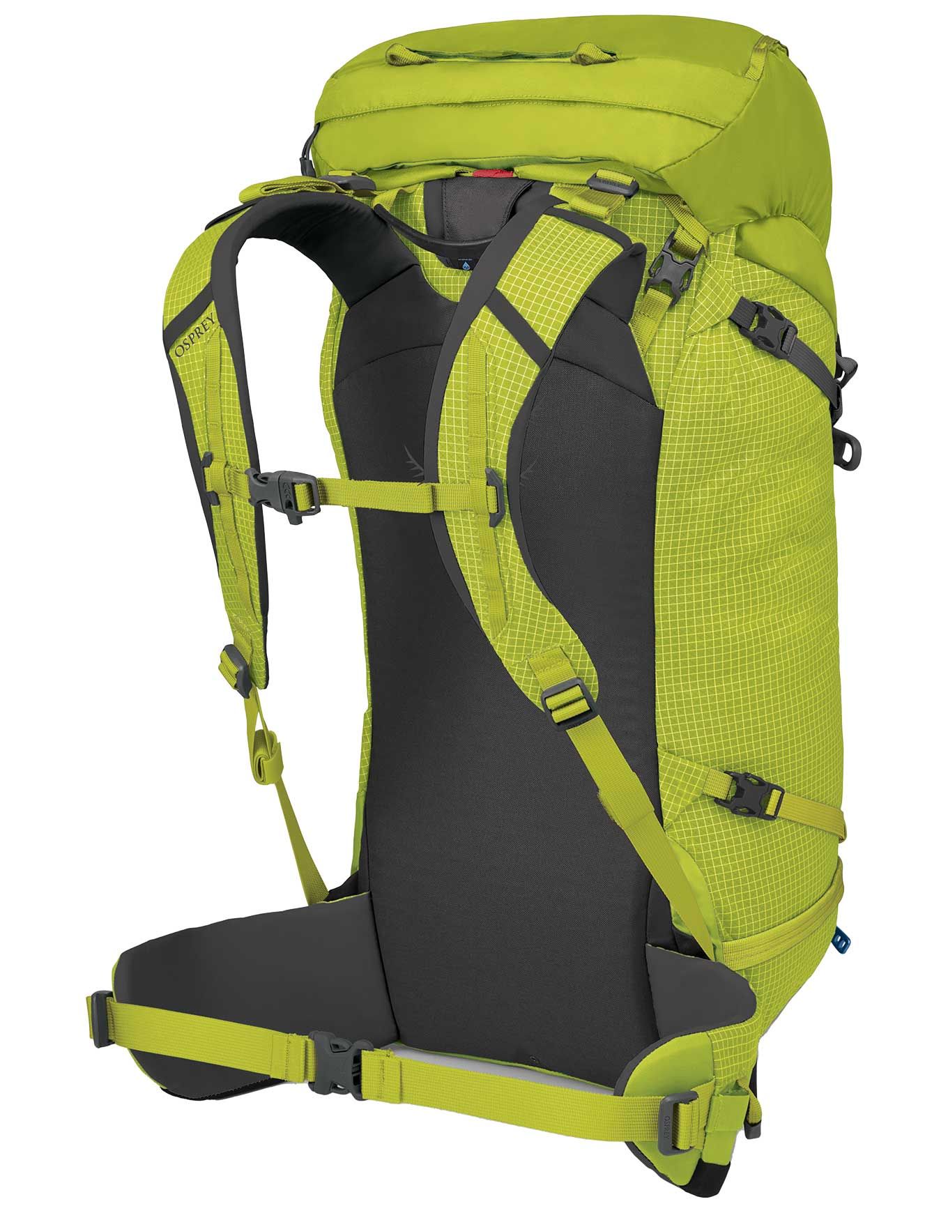 Mutant 38 Lemongrass – Image 2